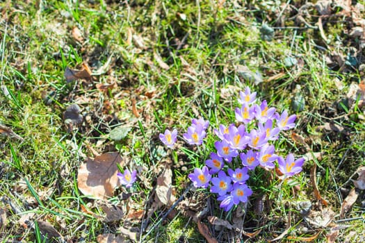 Spring crocus floweres on the grass with copy-space free place