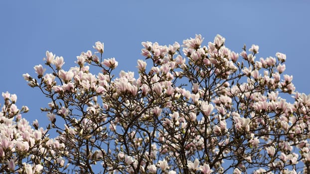 Details of a beautiful blossoming tree in spring, the magnolia soulangeana