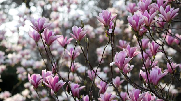 Details of a beautiful blossoming tree in spring, the magnolia soulangeana