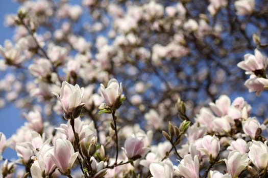 Details of a beautiful blossoming tree in spring, the magnolia soulangeana