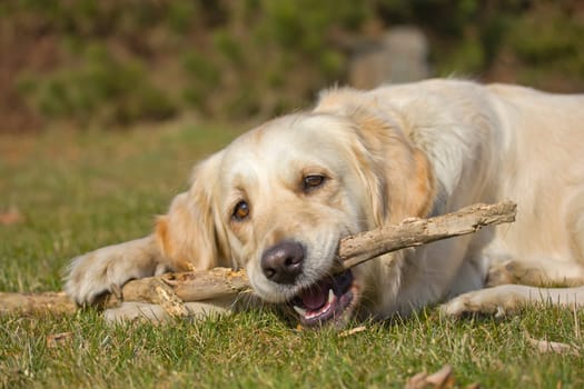 Golden Retriever is biting a stick. The dog is lying on a green lawn.