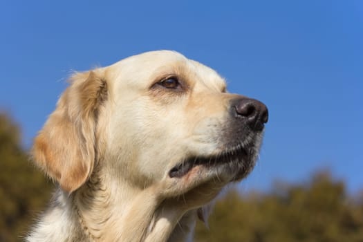 View of the head of a golden retriever outdoors.