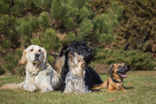 A group of four dogs of different breeds is lying on a green lawn.