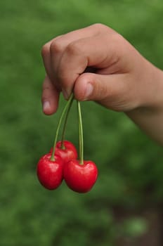Cherry in children's hand