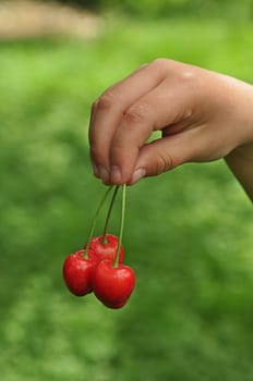 Cherry in children's hand