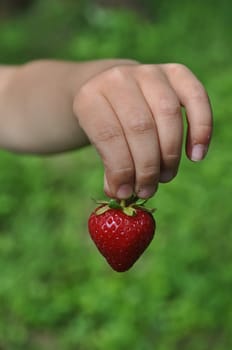 Strawberry in children's hands