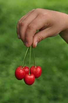 Cherry in children's hand