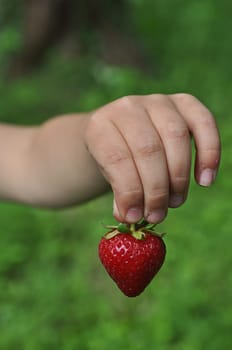 Strawberry in children's hands