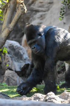 Strong Adult Black Gorilla on the Green Floor