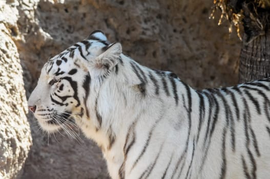 Rare Black and White Striped Adult Tiger