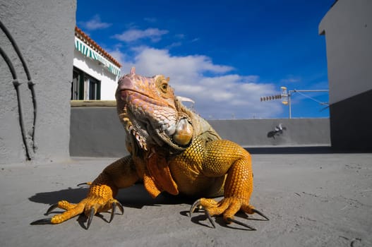 Colored Young Male Iguana Lizard on a Gray Surface