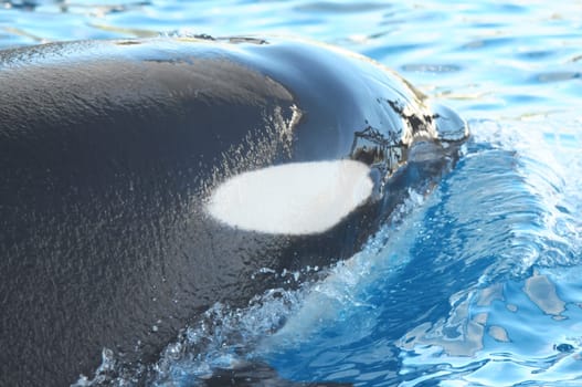 Orcinus Orca Whale on a very Blue Water