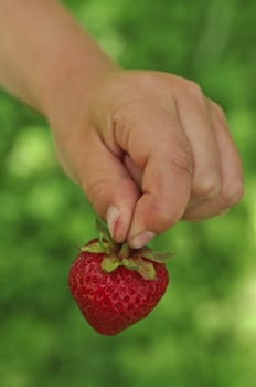 Strawberry in children's hands