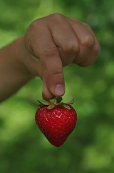 Strawberry in children's hands