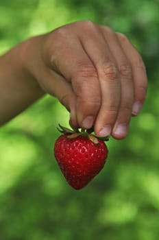 Strawberry in children's hands