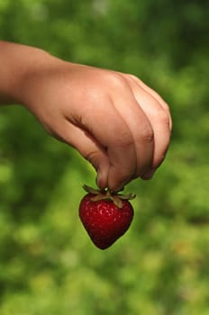 Strawberry in children's hands