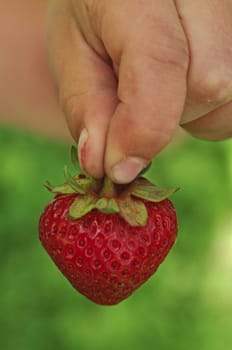 Strawberry in children's hands