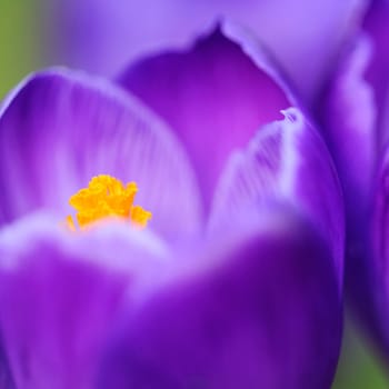 Crocus