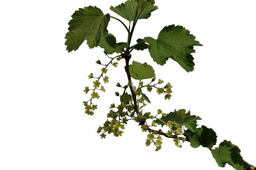 Currant blossom