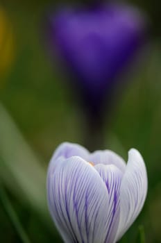 Crocus