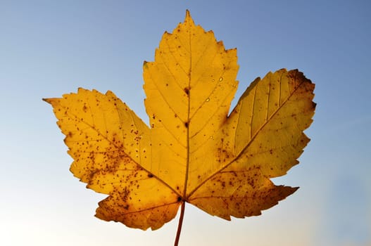 Maple leaf