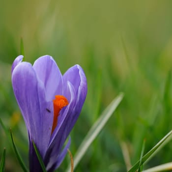 Crocus