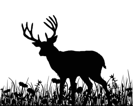 Deer on meadow