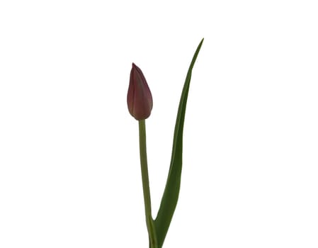 Tulip