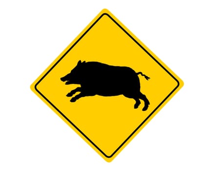 Attention wild boar