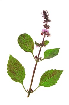 Red basil (Ocimum),flowering plant free-flowing against a white background