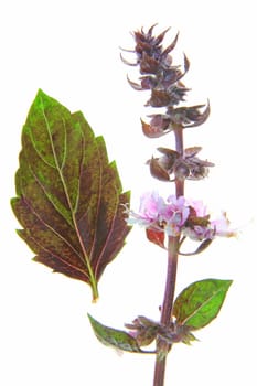 Red basil (ocimum),flower and single leaf exposed against a white background