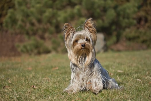 Cute yorkshire terrier is sitting on a green lawn.