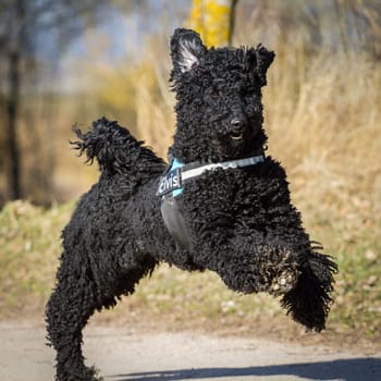 A black large poodle runs through the picture on a street with a folded chest harness.