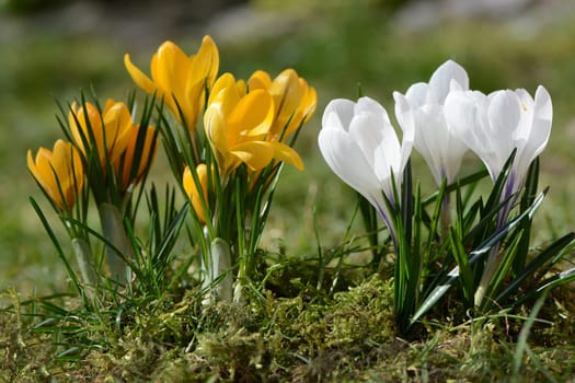 Crocuses