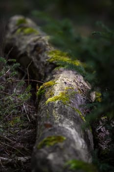 A tree trunk that slowly weathers and decays in the forest,next to it grows a young fir tree and moss settles on the tree trunk.