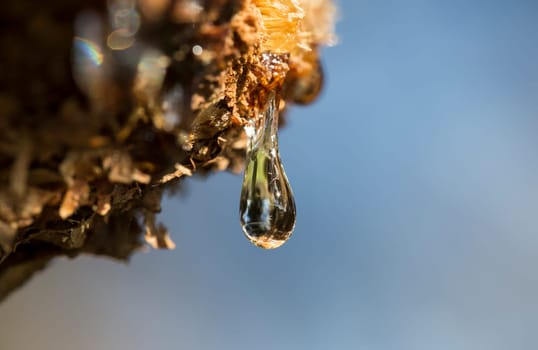 Resin - The Tears of Trees