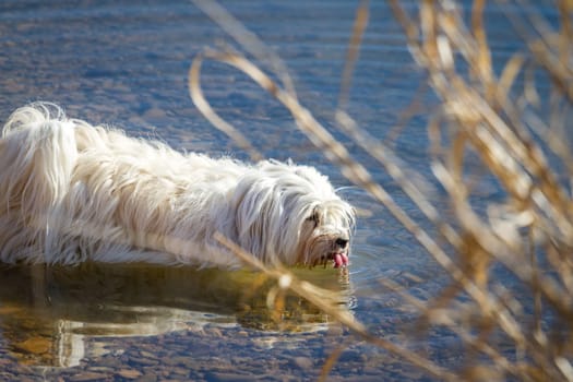 A little white Havanese drinks water from a lake and cools his stomach.