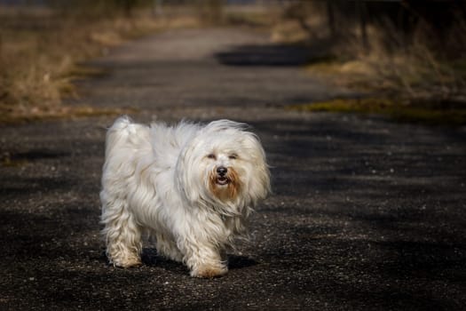 A small long-haired dog runs on a street and looks at the photographer,the road gets lost in the background in the blur.