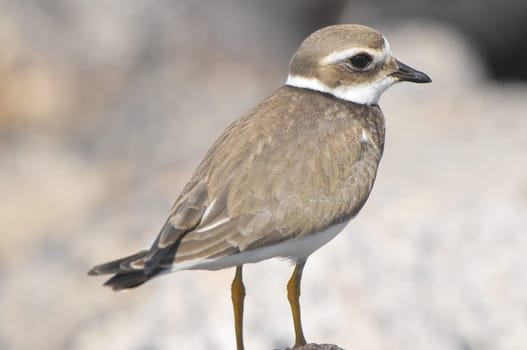 One Adult Kentish Plover Water Bird near a Rock Beach