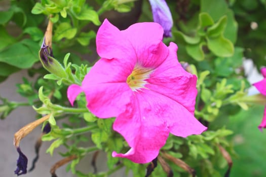 Colorful petunias close-up, selective focus, shallow DoF