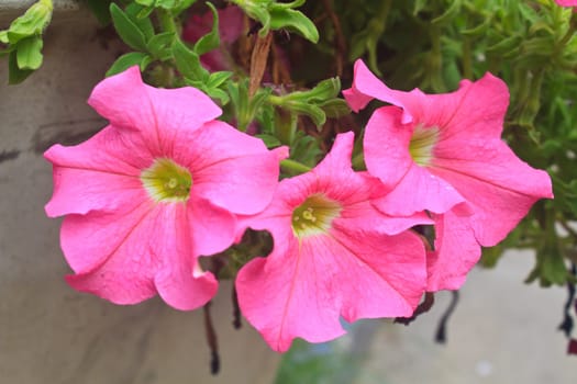 Colorful petunias close-up, selective focus, shallow DoF