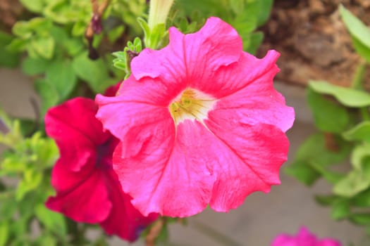 Colorful petunias close-up, selective focus, shallow DoF