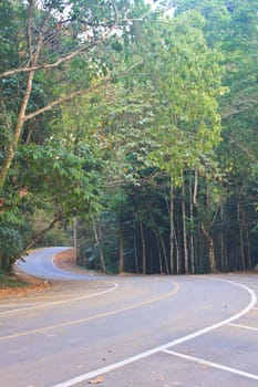 Road in a green forest, national park