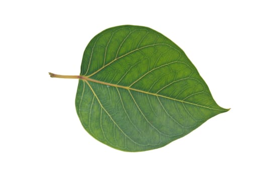 Sacred Fig leaf, isolated on a white background