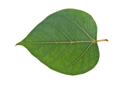 Sacred Fig leaf, isolated on a white background