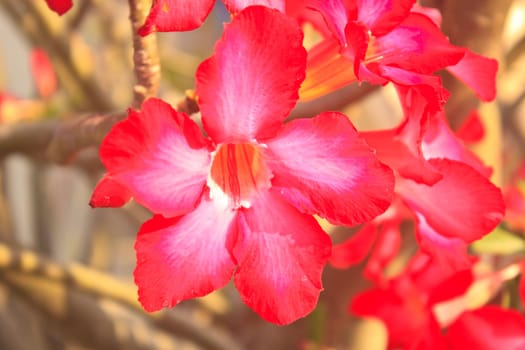 Beautiful pink azalea flowers tropical flowers. Desert roses in the garden