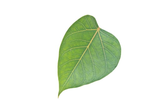 Sacred Fig leaf, isolated on a white background