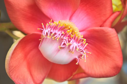 Beautiful Cannon Balltree Flower blossom on tree in Thailand