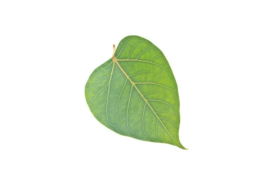 Sacred Fig leaf, isolated on a white background