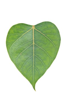 Sacred Fig leaf, isolated on a white background